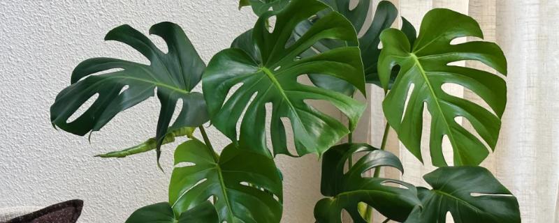 吸甲醛的植物有哪些，常见的有龟背竹、虎尾兰等