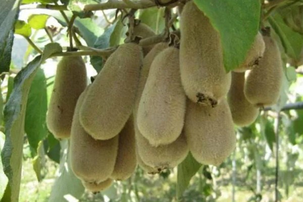 白猕猴桃的种植前景,产量高且售价高前景可观