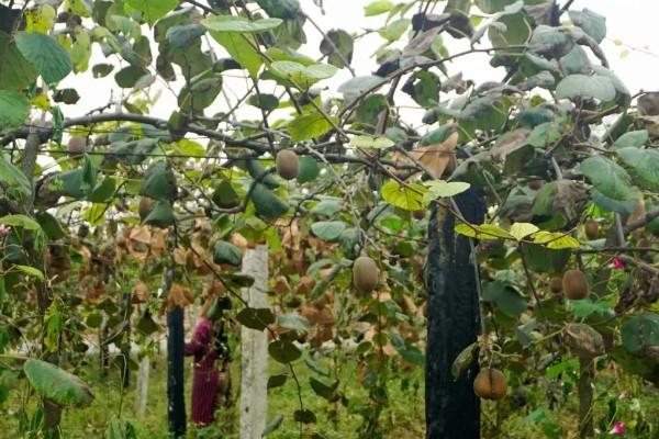 白猕猴桃的种植前景,产量高且售价高前景可观