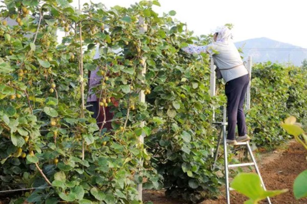 白猕猴桃的种植前景,产量高且售价高前景可观