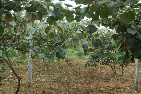 白猕猴桃的种植前景,产量高且售价高前景可观