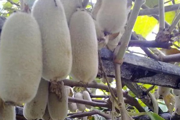 白猕猴桃的种植前景,产量高且售价高前景可观