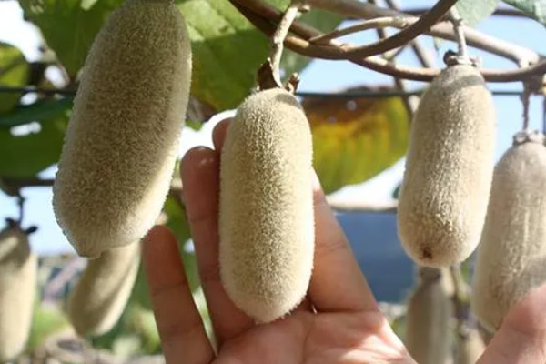 白猕猴桃的种植前景,产量高且售价高前景可观