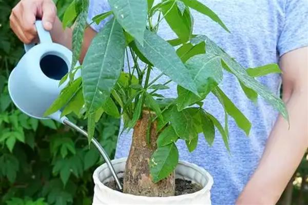 发财树黄叶怎么处理，缺水时要马上浇水并放在通风处养护