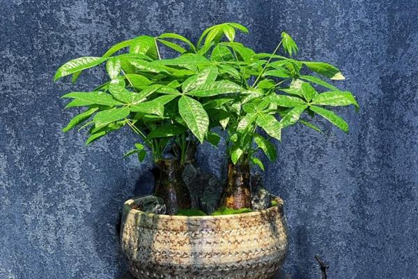 发财树黄叶怎么处理，缺水时要马上浇水并放在通风处养护