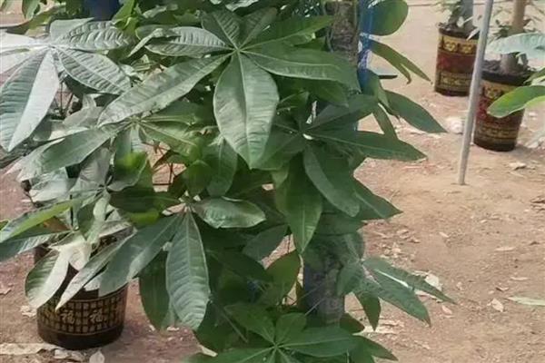 发财树黄叶怎么处理，缺水时要马上浇水并放在通风处养护