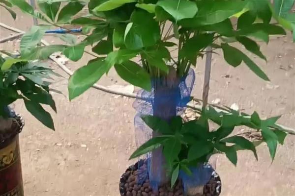 发财树黄叶怎么处理，缺水时要马上浇水并放在通风处养护