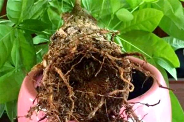 发财树黄叶怎么处理，缺水时要马上浇水并放在通风处养护