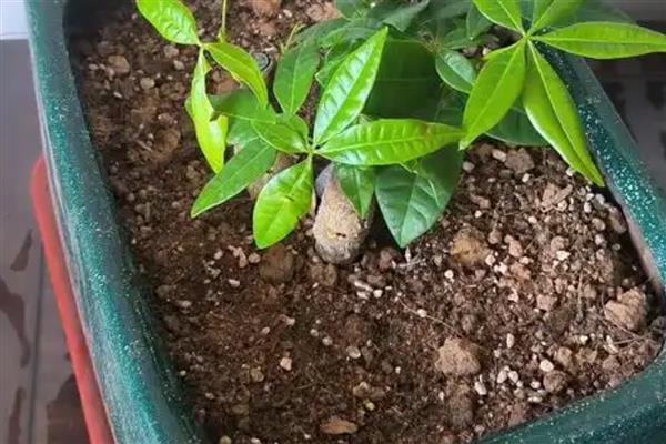 发财树黄叶怎么处理，缺水时要马上浇水并放在通风处养护