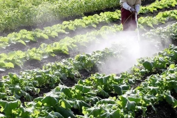 水溶肥的施用注意事项，要避免肥料喷灌叶片和根系