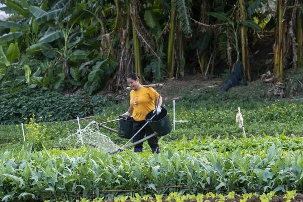 水溶肥的施用注意事项，要避免肥料喷灌叶片和根系