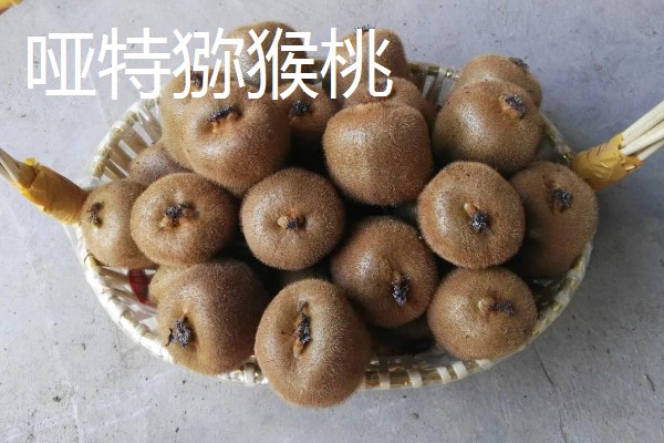 白猕猴桃的种植前景,产量高且售价高前景可观