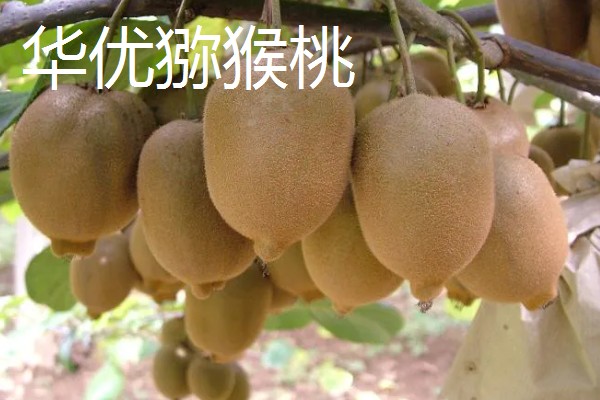 白猕猴桃的种植前景,产量高且售价高前景可观