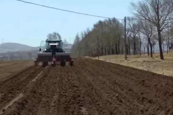 土豆的种植方法，播种时一定要间隔进行栽种