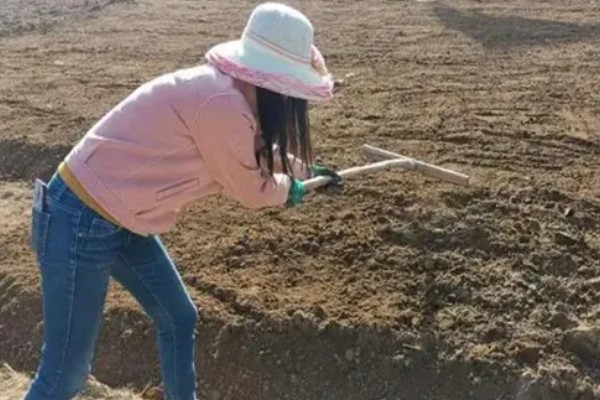 土豆的种植方法，播种时一定要间隔进行栽种