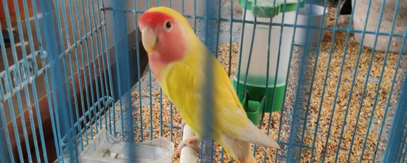 黄桃牡丹鹦鹉可以活多久，寿命一般能达到10-15年左右