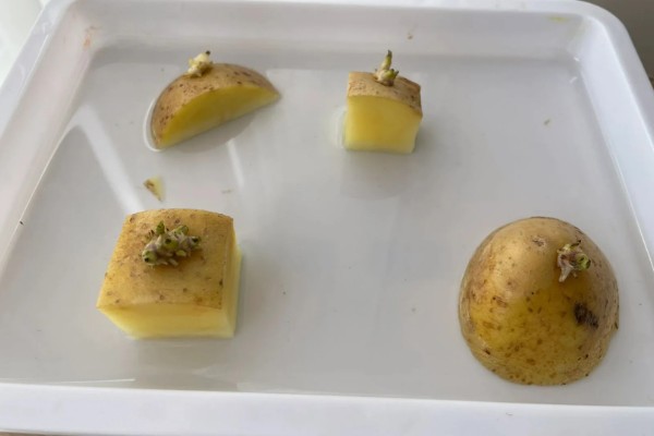 土豆的种植方法，播种时一定要间隔进行栽种