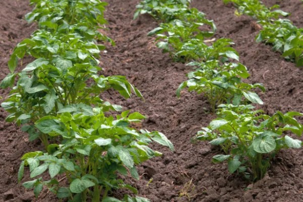 土豆的种植方法，播种时一定要间隔进行栽种