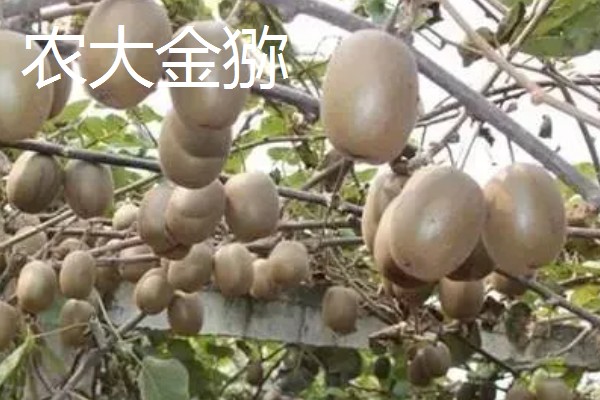 白猕猴桃的种植前景,产量高且售价高前景可观