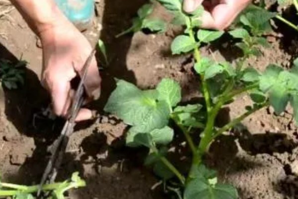 土豆的种植方法，播种时一定要间隔进行栽种
