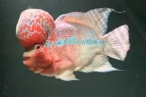 罗汉鱼蒙眼病能自愈吗，病初期饲养得当可以治愈