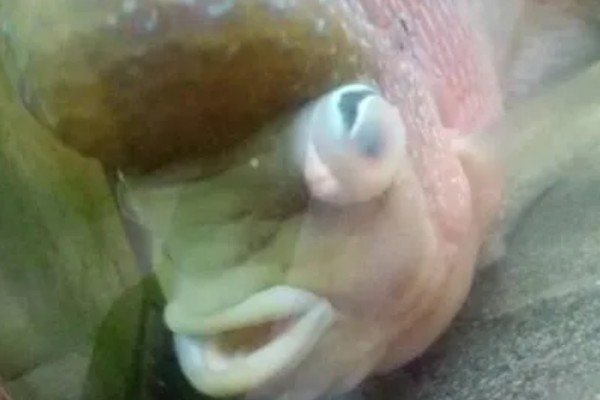 罗汉鱼蒙眼病能自愈吗，病初期饲养得当可以治愈