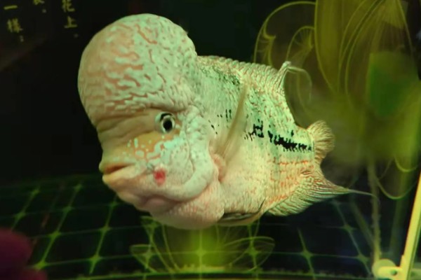 罗汉鱼蒙眼病能自愈吗，病初期饲养得当可以治愈