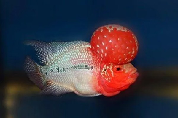 罗汉鱼蒙眼病能自愈吗，病初期饲养得当可以治愈