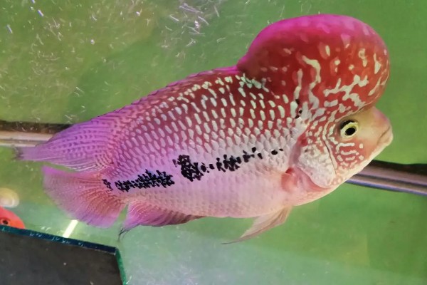 罗汉鱼蒙眼病能自愈吗，病初期饲养得当可以治愈