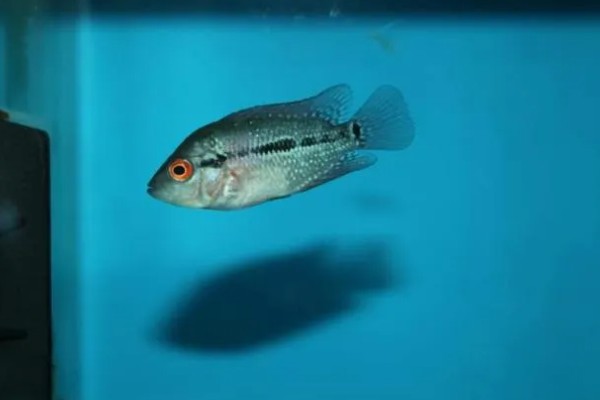 罗汉鱼蒙眼病能自愈吗，病初期饲养得当可以治愈