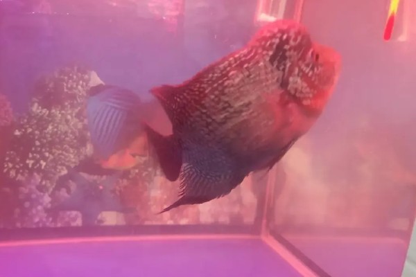 罗汉鱼蒙眼病能自愈吗，病初期饲养得当可以治愈