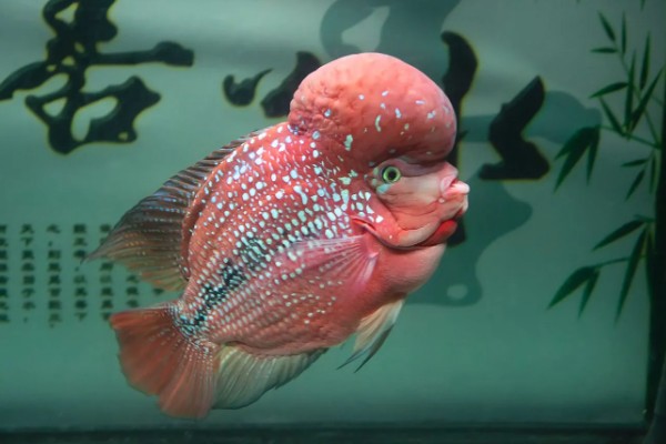 罗汉鱼蒙眼病能自愈吗，病初期饲养得当可以治愈
