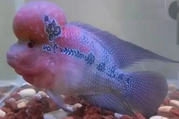 罗汉鱼蒙眼病能自愈吗，病初期饲养得当可以治愈