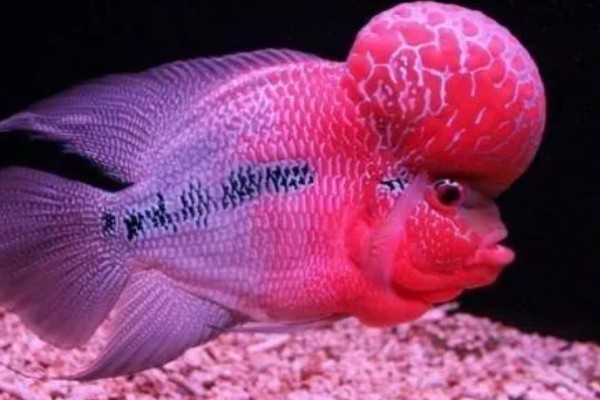 罗汉鱼蒙眼病能自愈吗，病初期饲养得当可以治愈