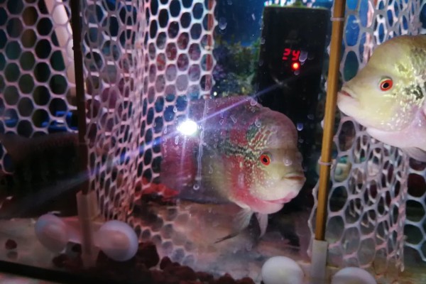 罗汉鱼蒙眼病能自愈吗，病初期饲养得当可以治愈