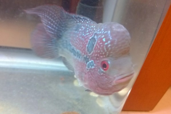 罗汉鱼蒙眼病能自愈吗，病初期饲养得当可以治愈