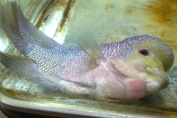 罗汉鱼蒙眼病能自愈吗，病初期饲养得当可以治愈