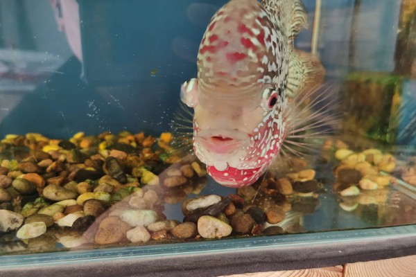 罗汉鱼蒙眼病能自愈吗，病初期饲养得当可以治愈