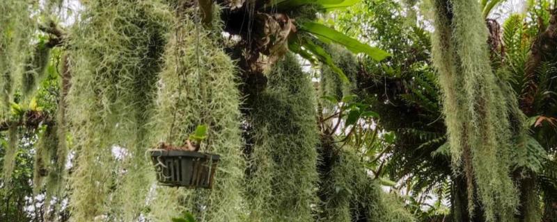 松萝如何种植，松萝无需土壤