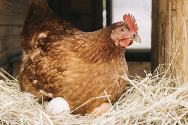 鸡受精后几天产蛋,一般是2-3天