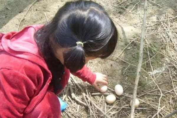 鸡受精后几天产蛋,一般是2-3天