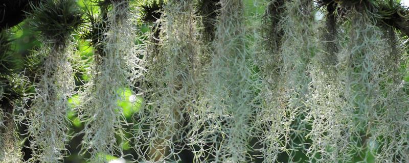 老人须变黄了如何处理，应该尽快补水