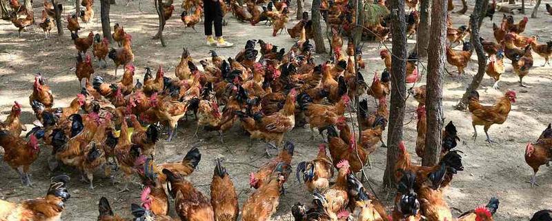 土鸡怎么养殖，对场地消毒后再放苗