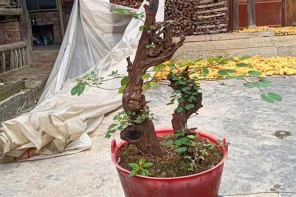 羊蹄甲在北方是否容易存活，生性不耐寒温度低于5℃会受冻