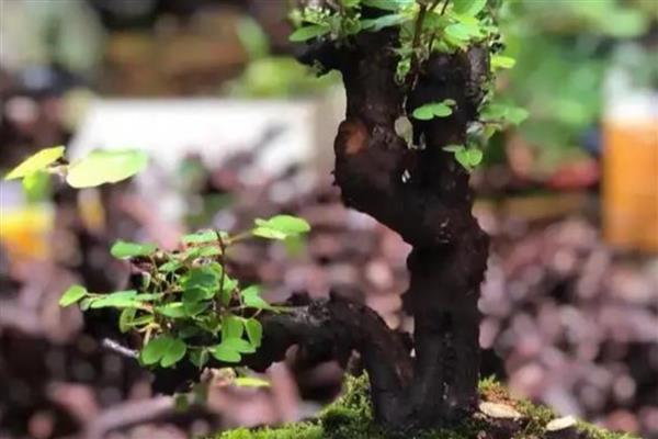 羊蹄甲在北方是否容易存活，生性不耐寒温度低于5℃会受冻