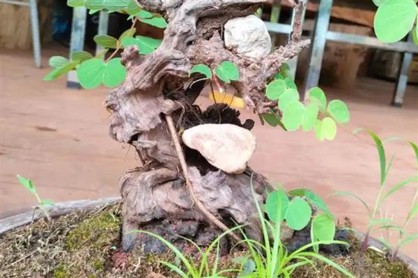 羊蹄甲在北方是否容易存活，生性不耐寒温度低于5℃会受冻