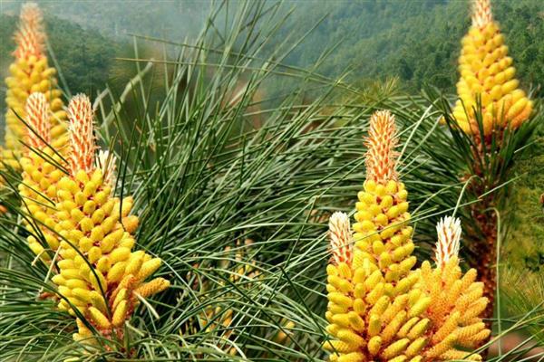 松花粉的简介，属于松科植物的花粉粒