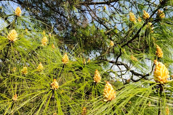 松花粉的简介，属于松科植物的花粉粒