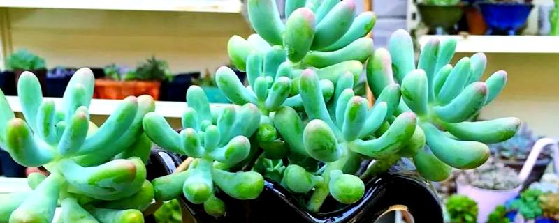 多肉长太高歪倒怎么解决，可以给其进行砍头处理