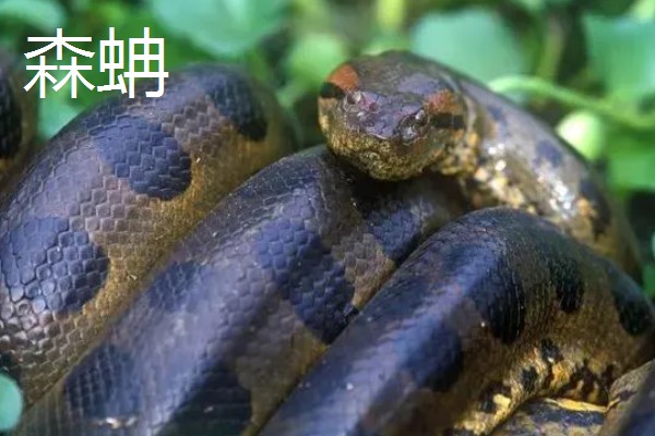 森蚺和蟒蛇有什么区别，前者属于蚺科、后者属于蟒科